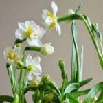 **Exploring Nutrients in Avocado: A Dialogue on Potential Benefits for Cats**